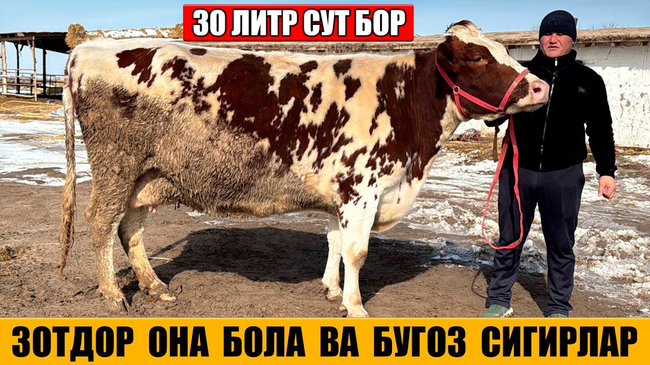 ФЕРМА ХОНАДАН ЗОТДОР ОНА БОЛА ВА БУГОЗ СИГИРЛАР АРЗОН НАРХДА 07-02-2026