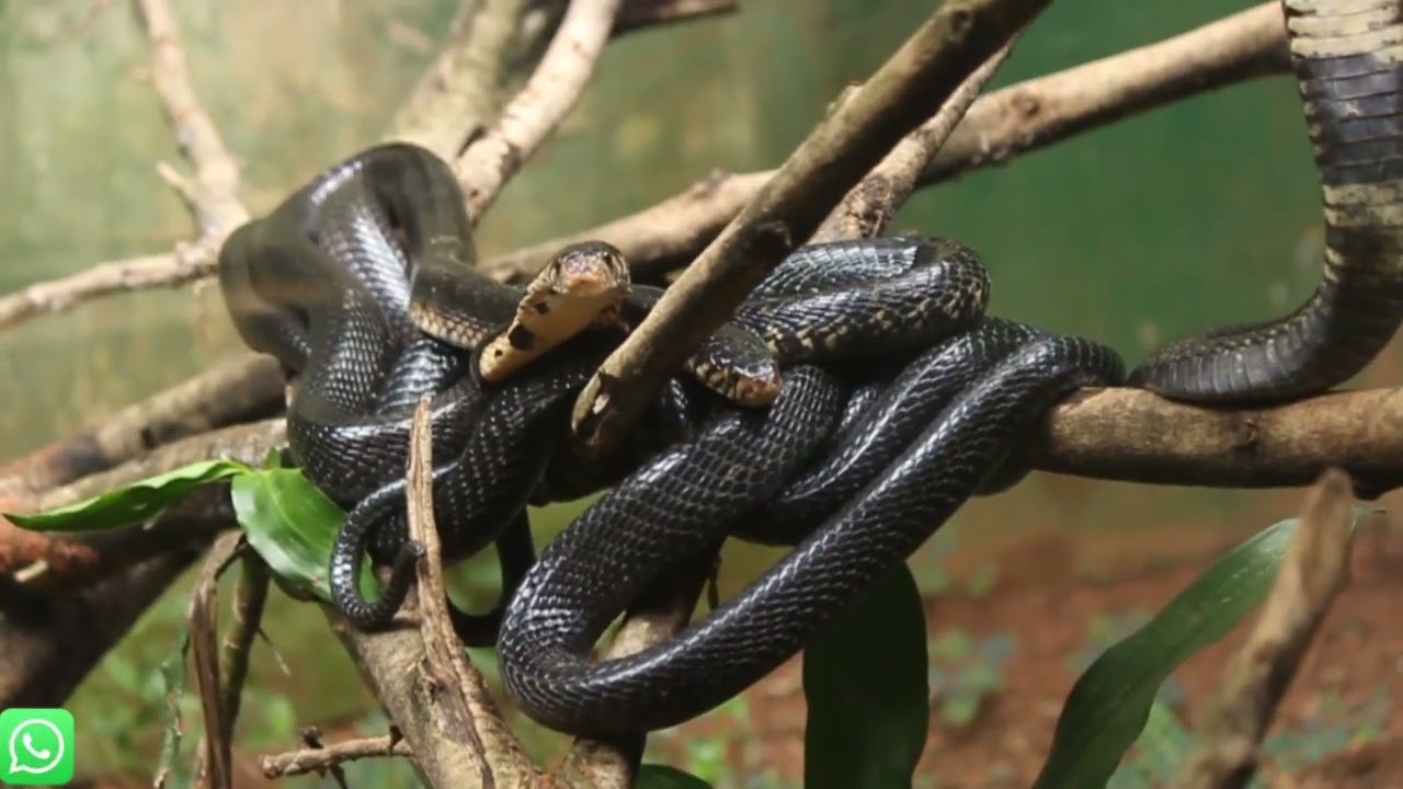 Uganda's Deadliest Monster Reptiles(Reptile Village Entebbe)#ugandatourism ,#ugconnect,#mbalecity