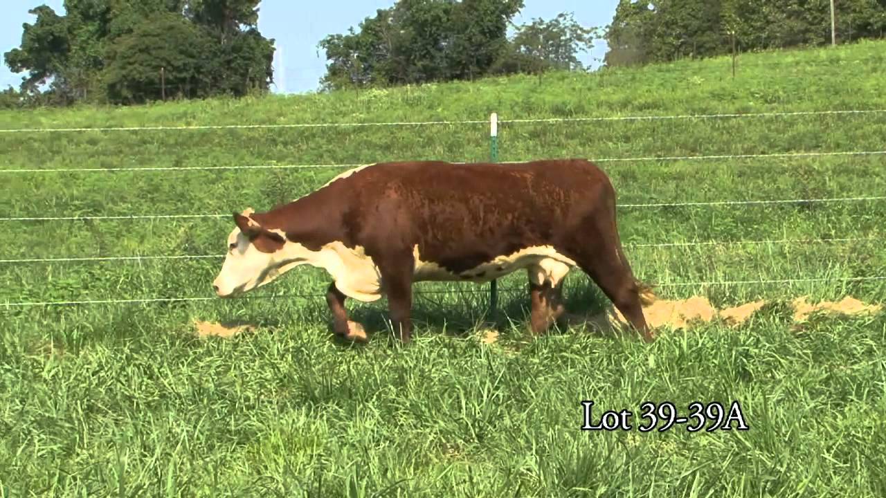 Journagan: Lot 39 and 39A