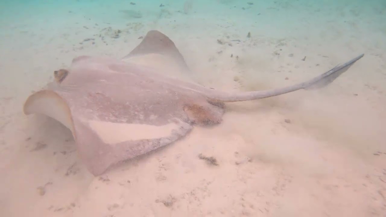 Vilamendhoo Island Resort & Spa SNORKELING MALDIVES Dec 2022