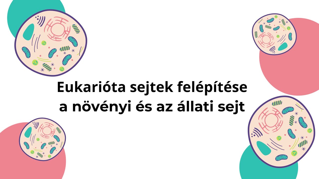 Eukarióta sejtek felépítése - állati és növényi sejt összehasonlítása