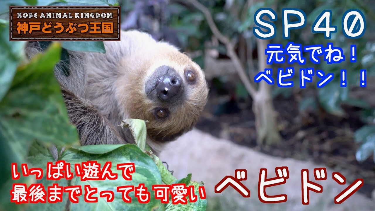 ＳＰ４０ いっぱい遊んで最後まで可愛いナマケモノ（ベビドン）