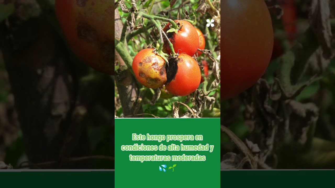 El Mildiu del Tomate 🌱🍅