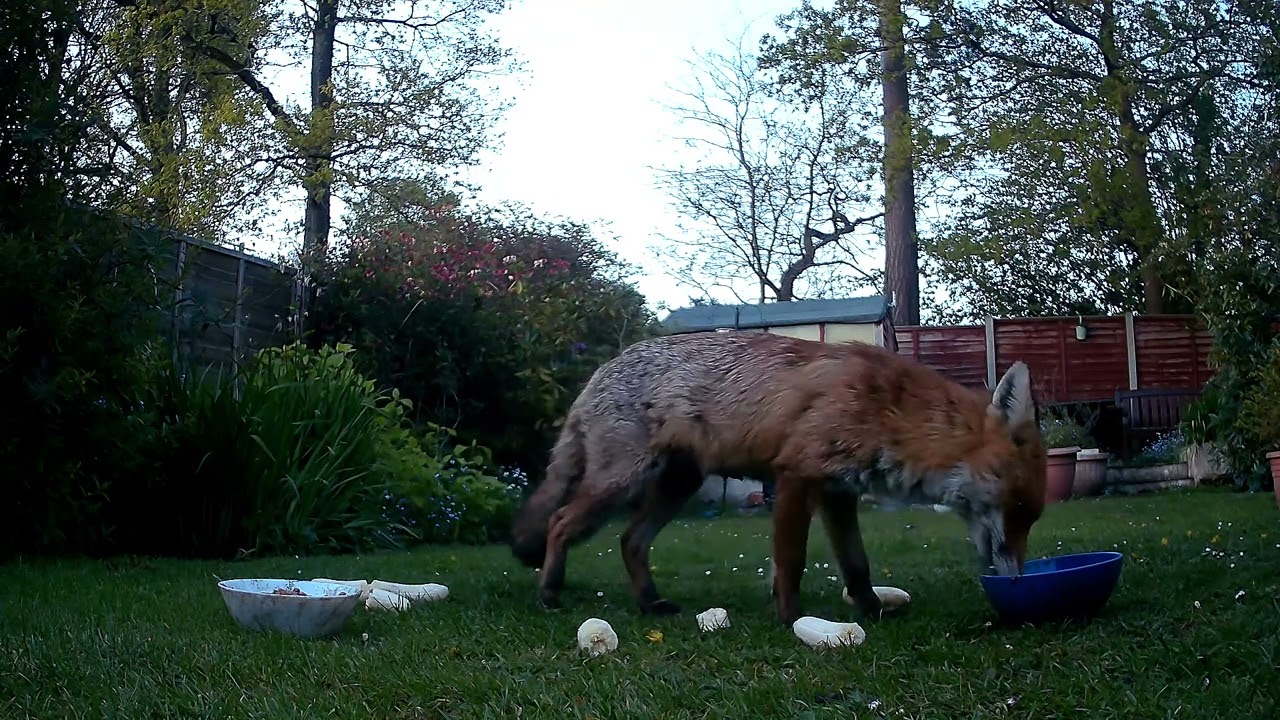 BADGERS IN THE GARDEN 29th April  2024