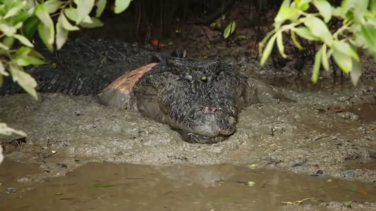 O Crocodilo Gigante | Irm&atilde;os em guerra | Document&aacute;rio HD