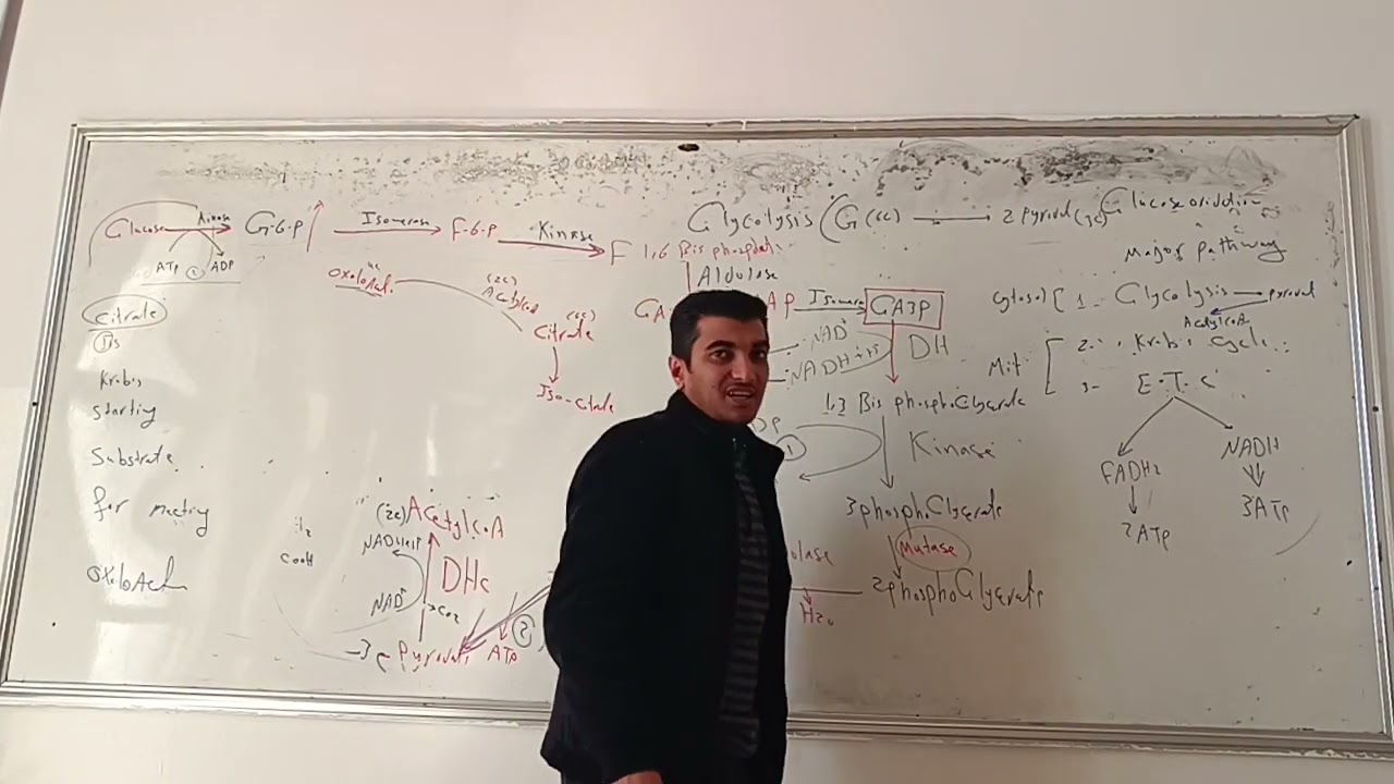 كيمياء حيوية2 المحاضرة الثانية حلقة كريبس د.ابراهيم حساني