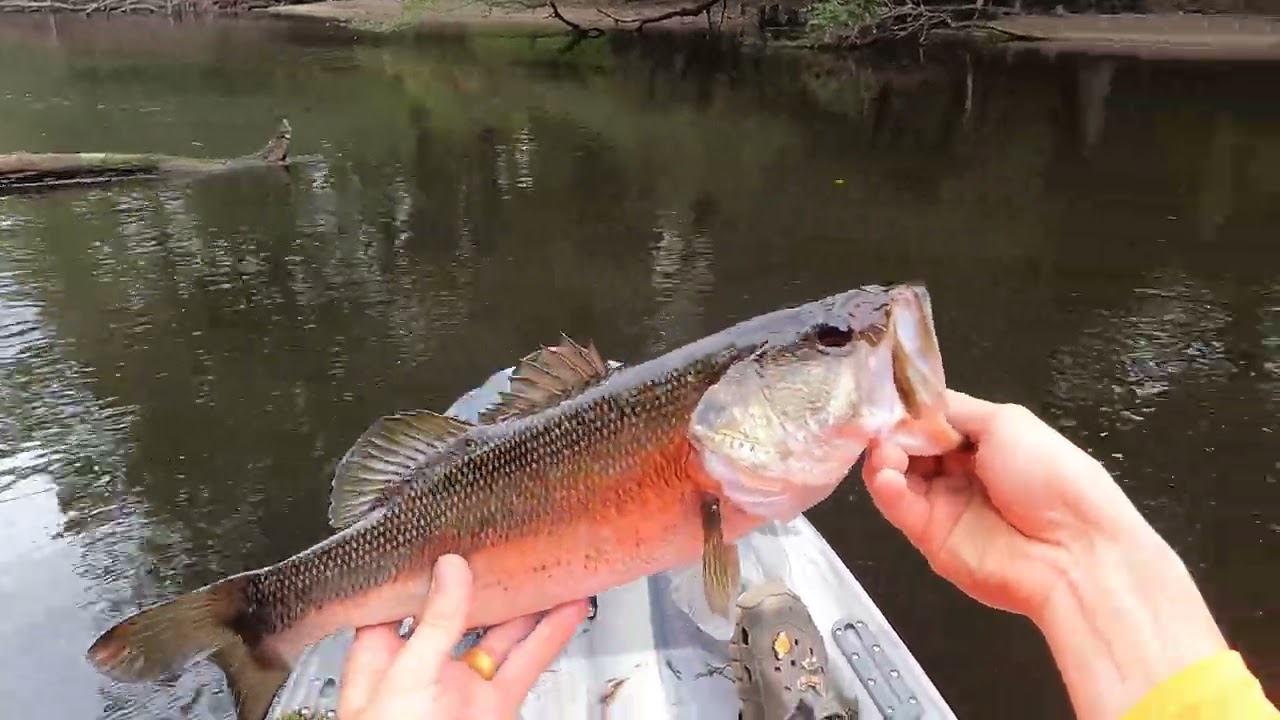 #bass
