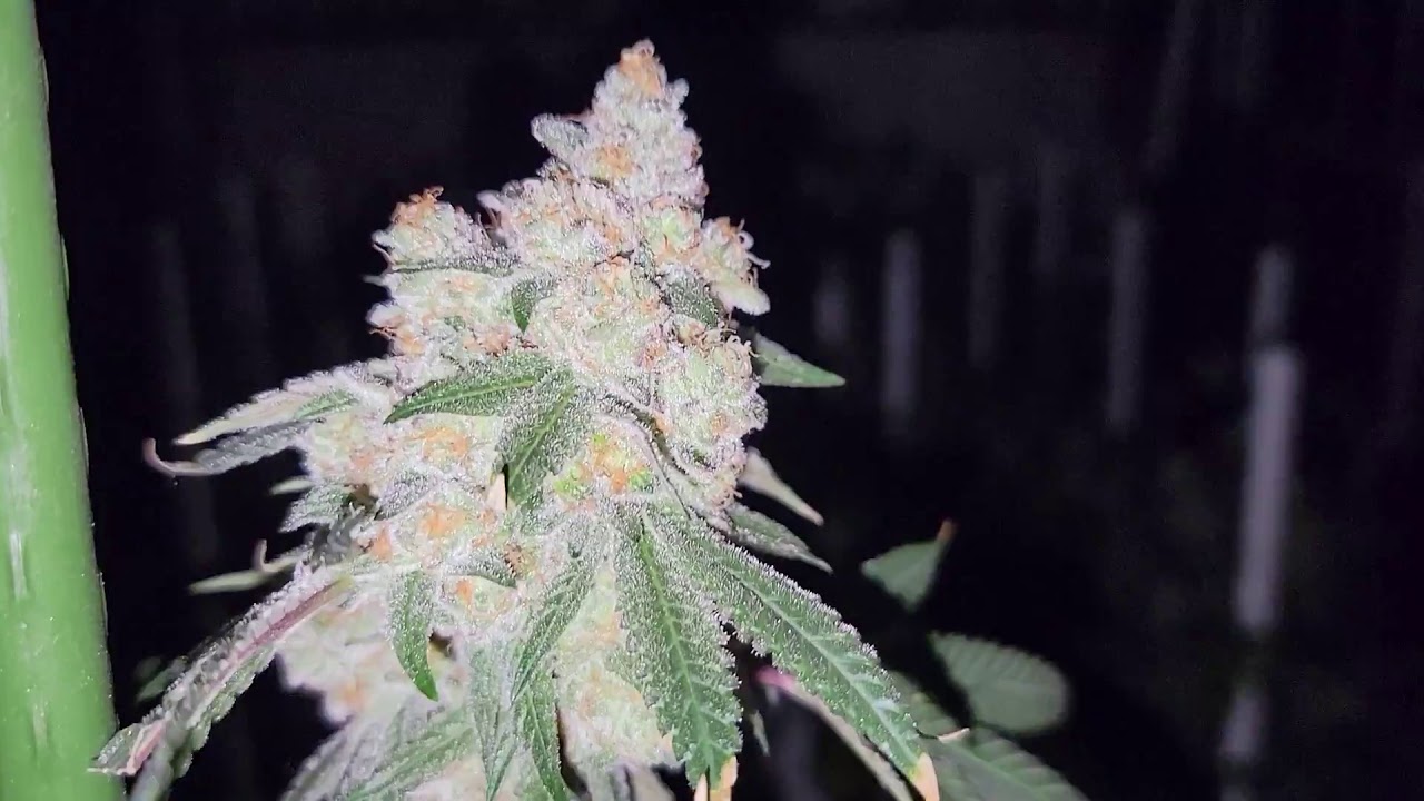 Day 58 of flower in the WEBBGRO! Time to start my flush?