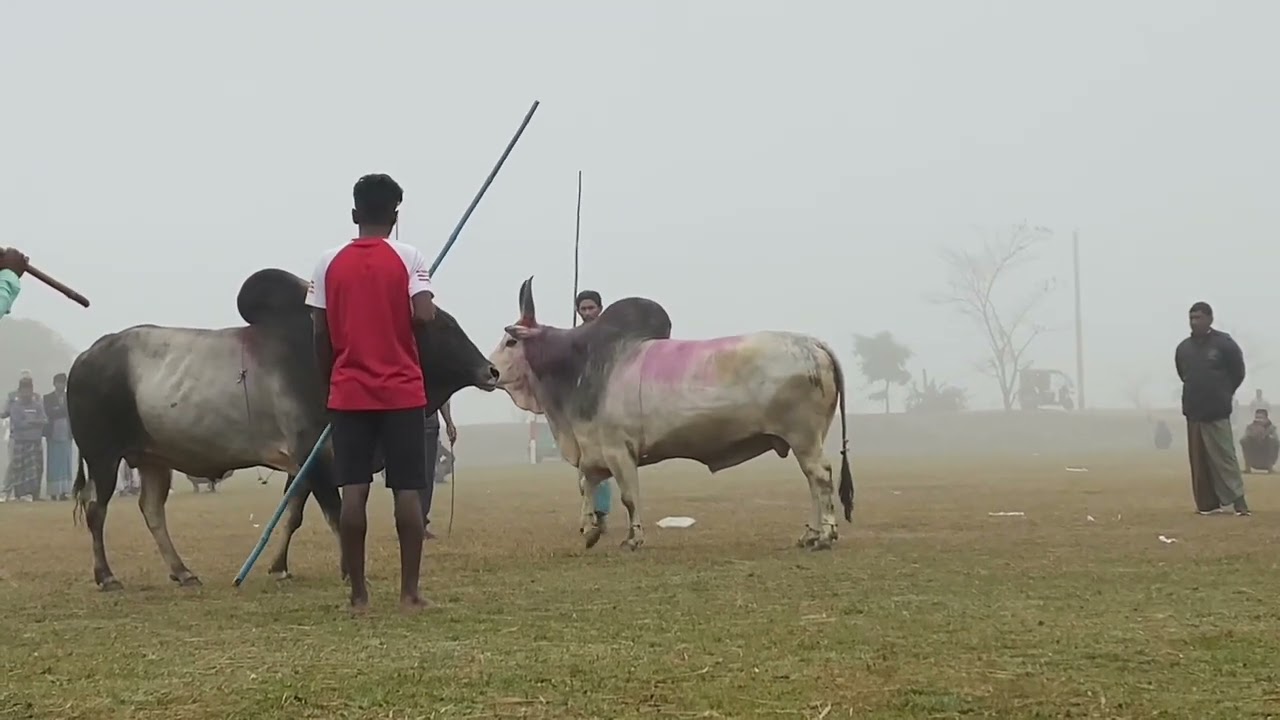আকর্ষণীয় ষাড়ের  লড়াই | ভাগ্যরাজ বনাম মাটির ময়না | sharer lorai sylhet  win baggoraj ❤️
