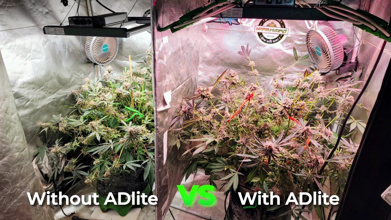 ADlite&nbsp;vs&nbsp;No&nbsp;Supplemental&nbsp;Light&nbsp;&ndash;&nbsp;Plant&nbsp;Grow&nbsp;Test&nbsp;&&nbsp;Results | Mars Hydro