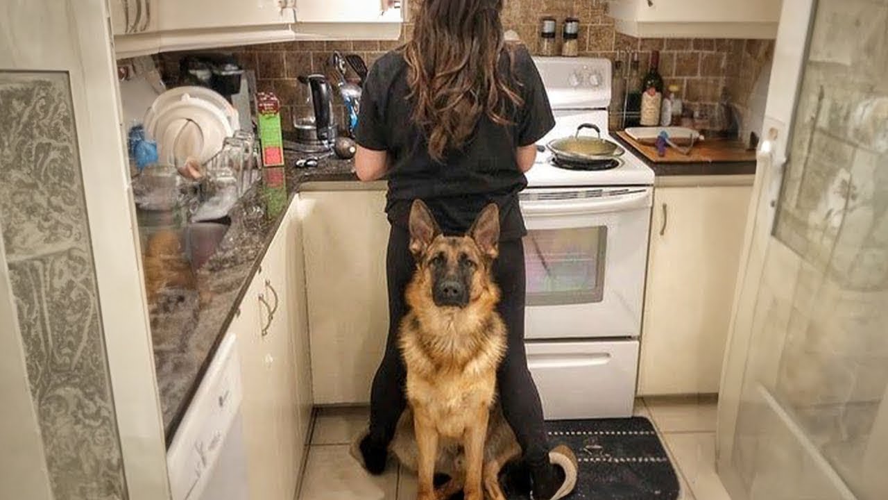 50 Perros H&eacute;roes Protegiendo a Sus Humanos Captados en Camara