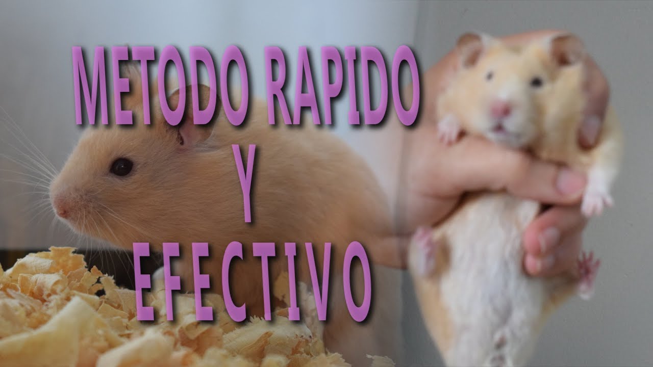 COMO HACER QUE MI HAMSTER NO ME MUERDA / TUTORIAL COMPLETO