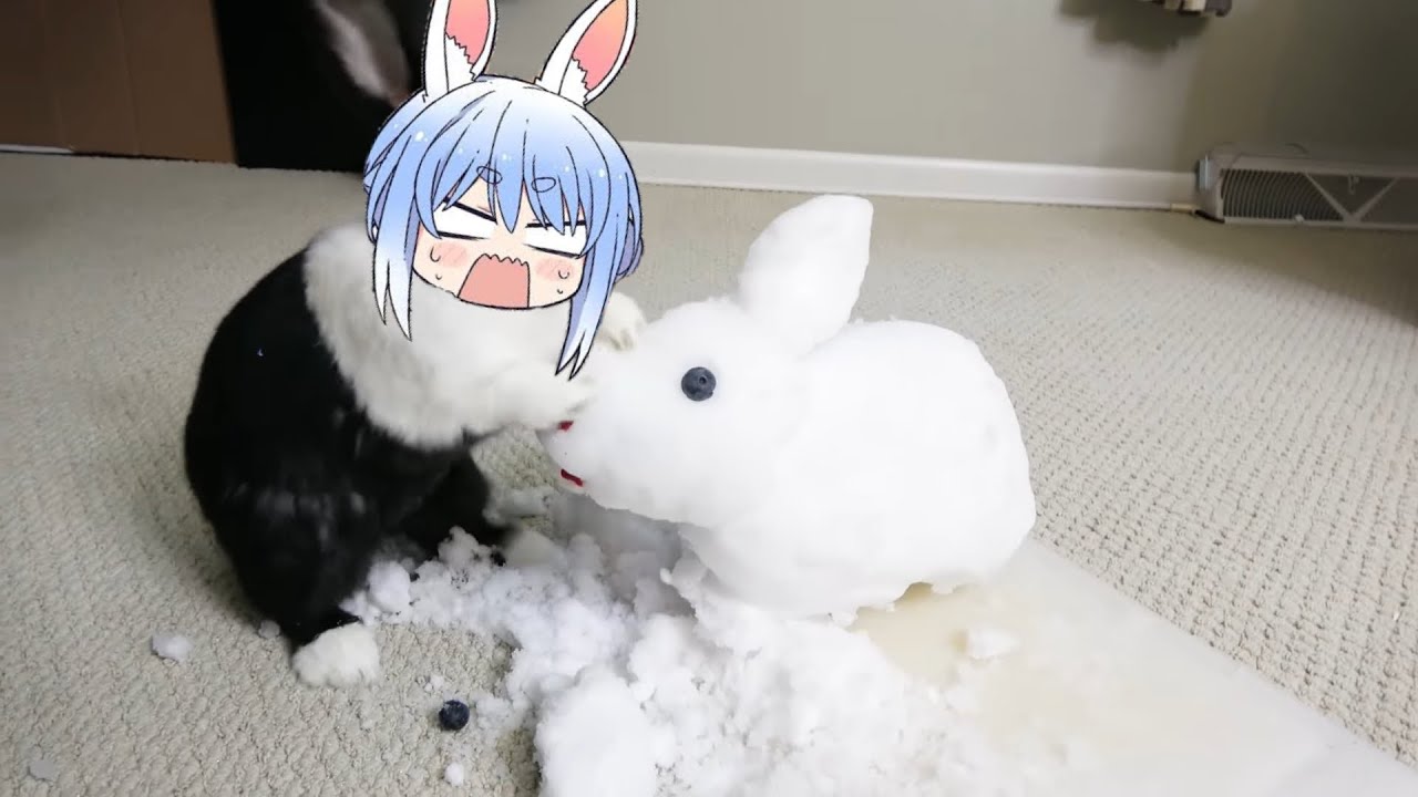 Pekora rabbit destroy her twin | Animal hololive
