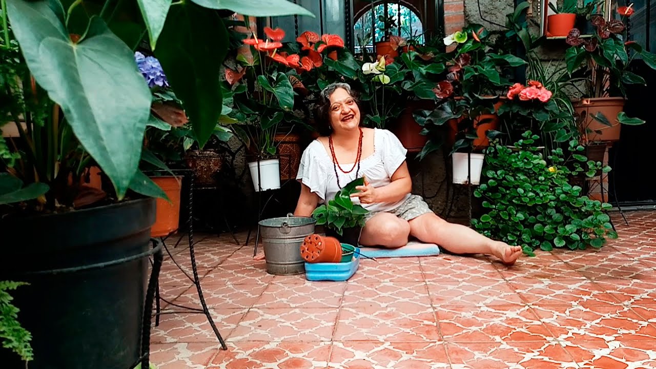 Anturios bebes como trasplantarlos