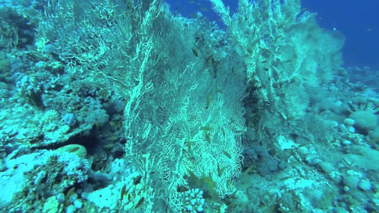 Gorgonie - Annella mollis