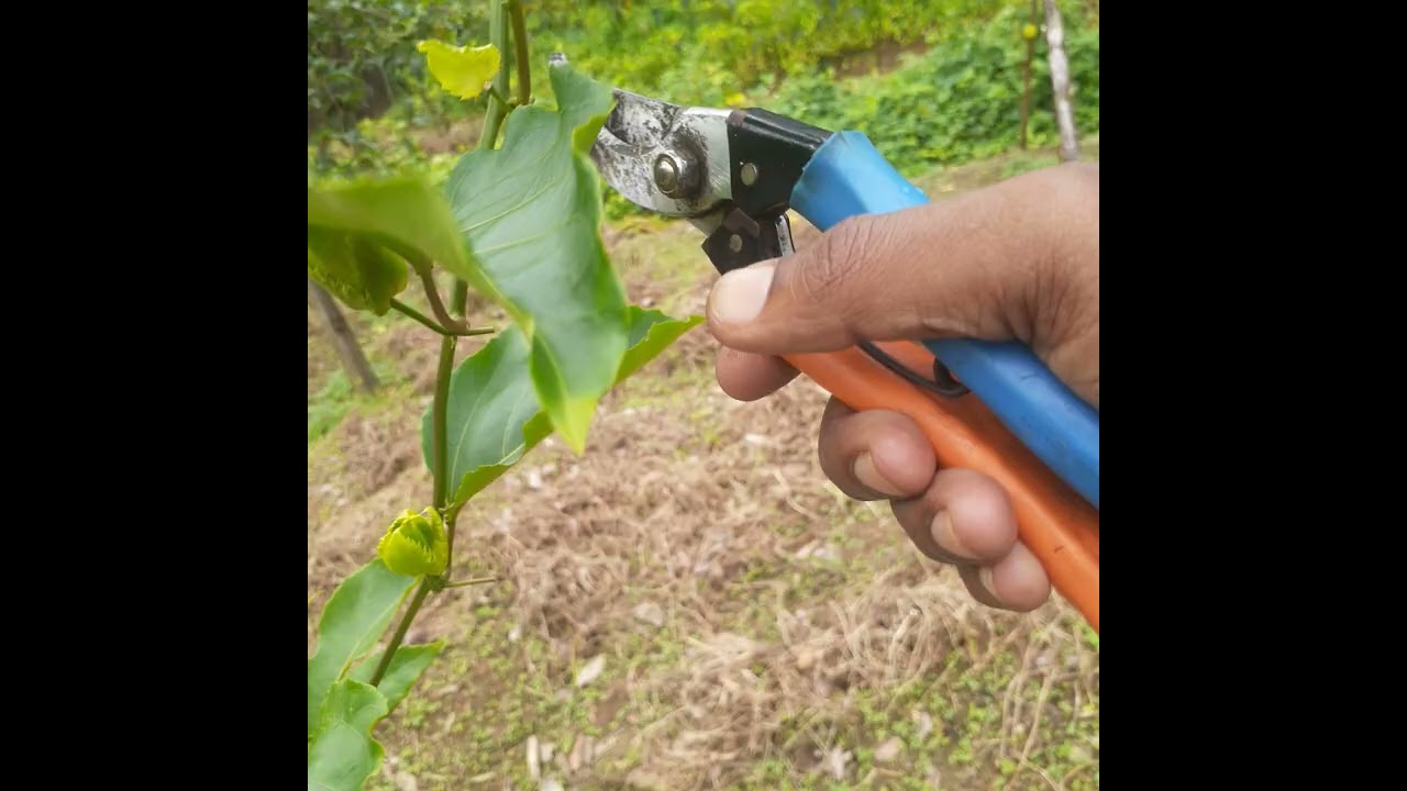 පැශන් වගා කප්පාදුව