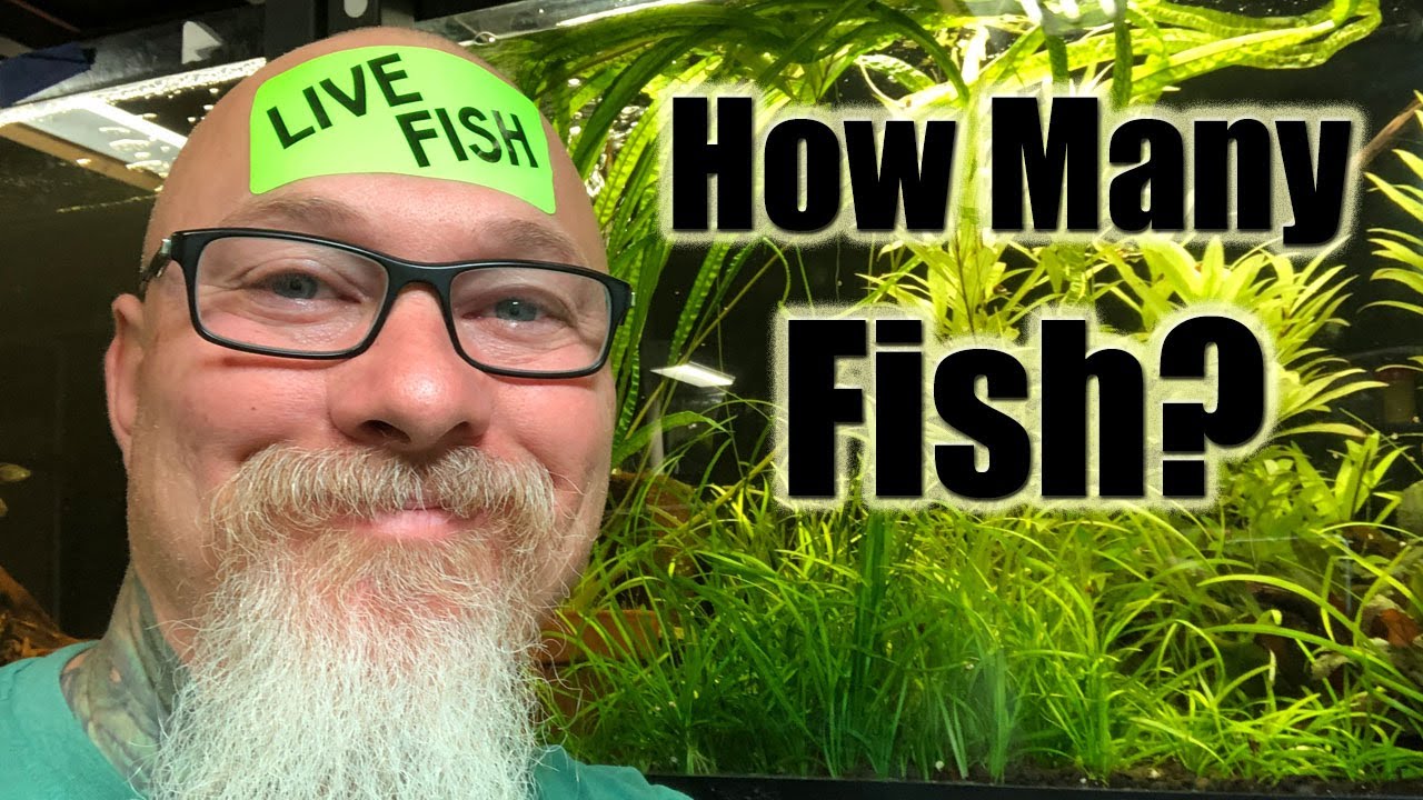 How many fish can I put in my aquarium?