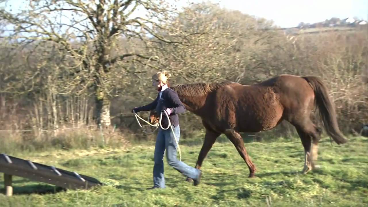 The Hoop - Horse Agility How to #1