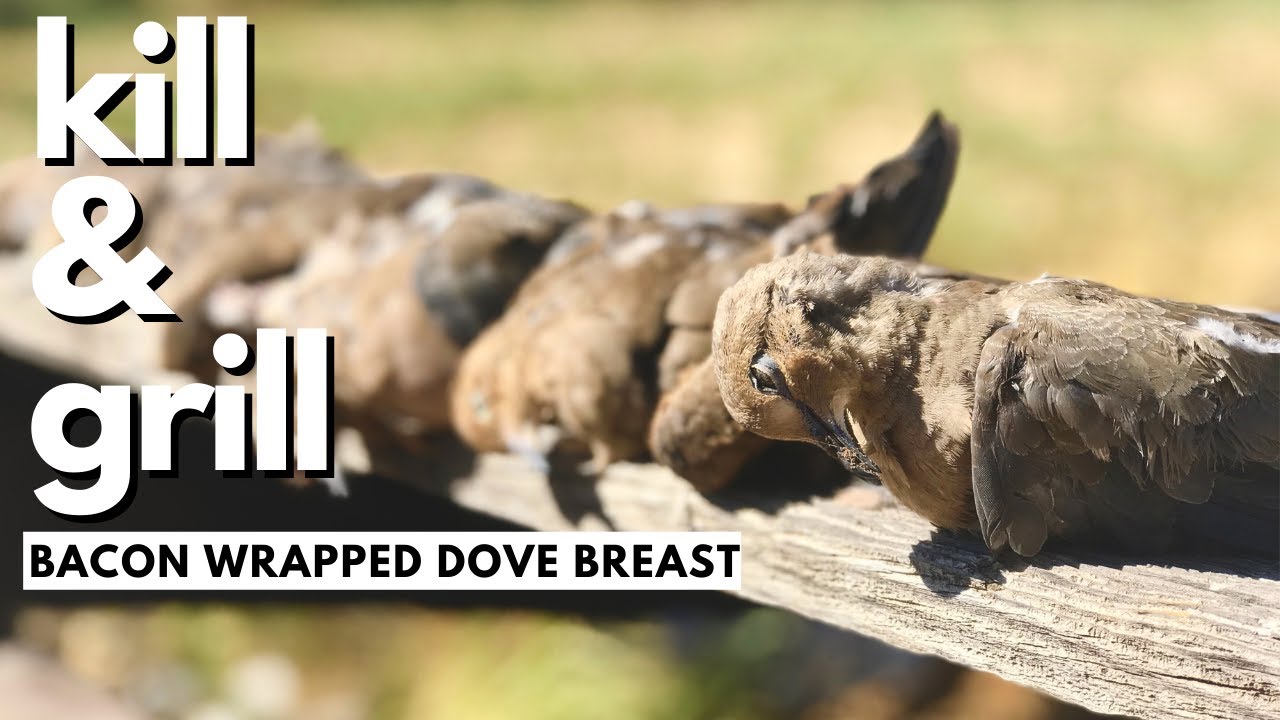 Georgia Dove  Hunting (Right in my Yard!) Grilled Dove Breasts
