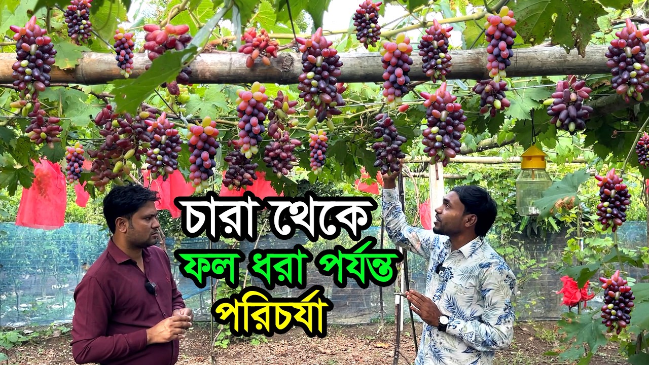 এবার লাল মিষ্টি আঙ্গুর চাষ করলো মামুন- দেশের মাটিতে কেমন হচ্ছে আঙ্গুর চাষ? বিস্তারিত পুরো ভিডিওতে