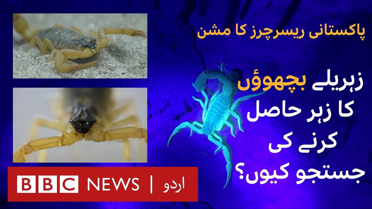 Why are university researchers out hunting scorpions? - BBC URDU