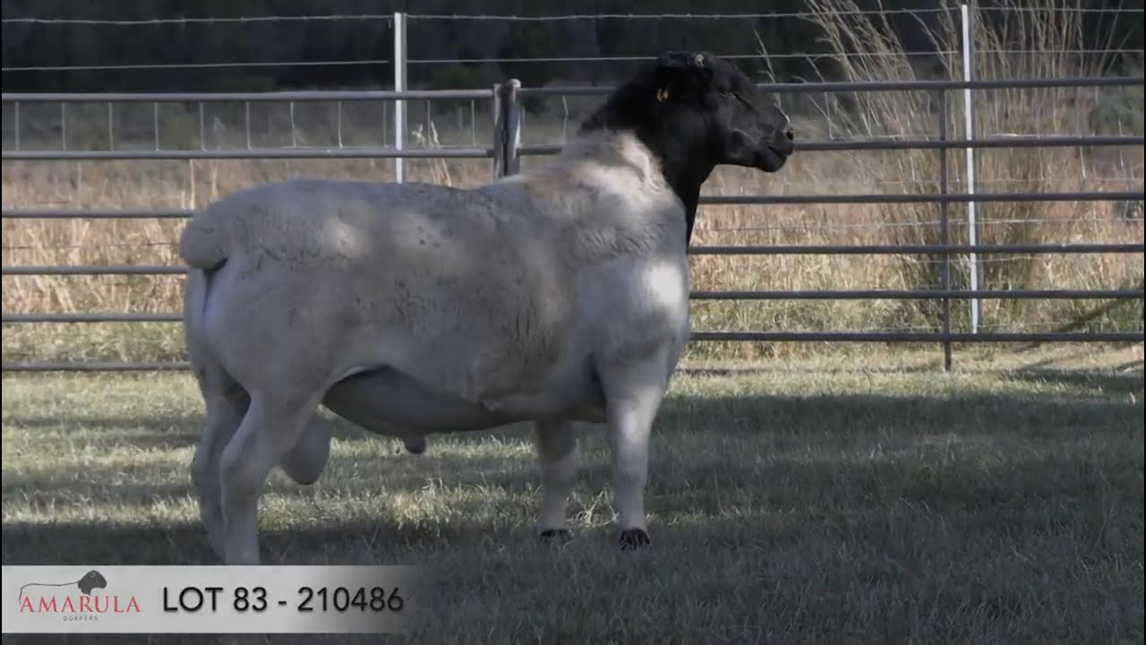 LOT 83  - 210486 - AMARULA DORPER SALE RAM 2023