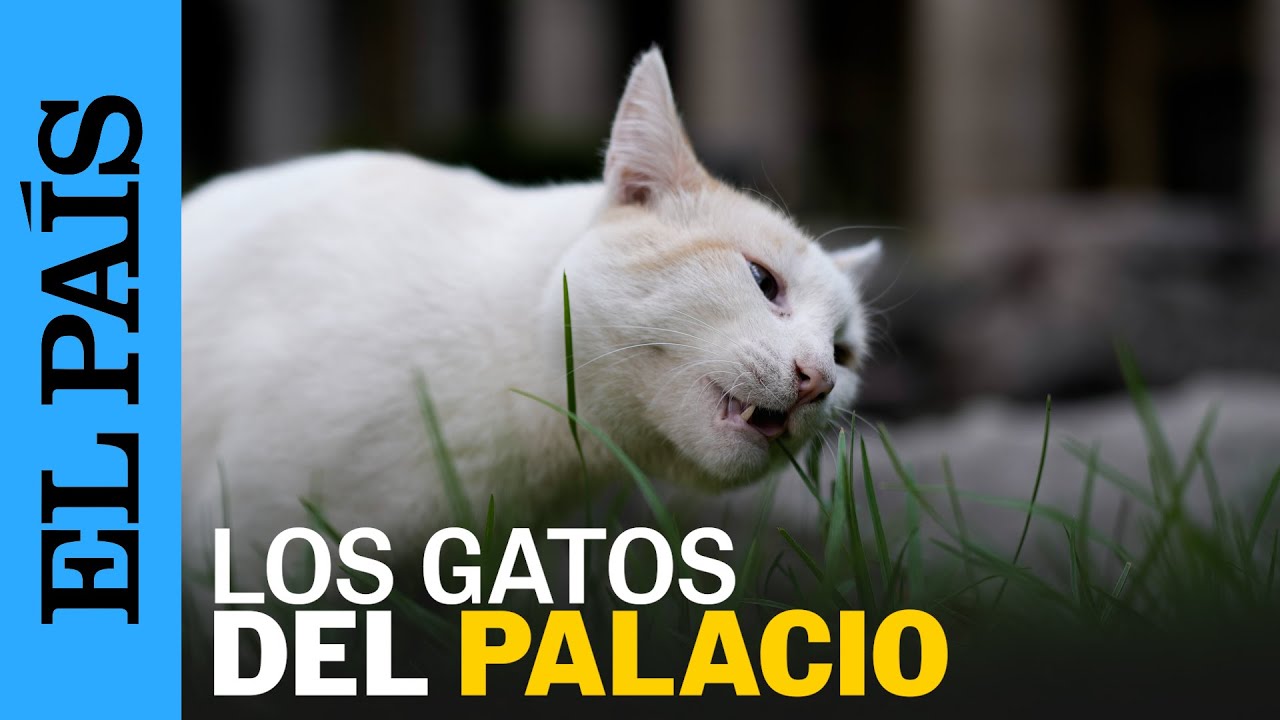 MÉXICO | Los gatos de Palacio Nacional se convierten en activos fijos vivos | EL PAÍS