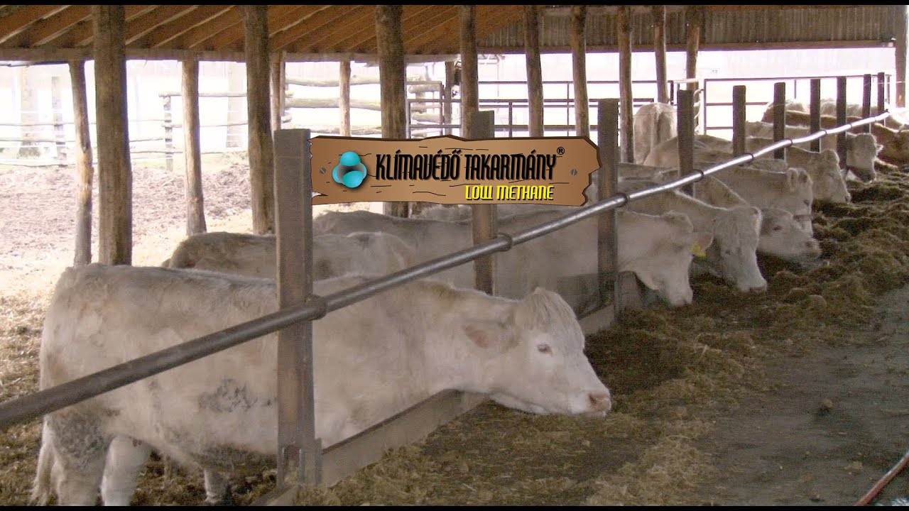 Charolais húsmarha takarmányozása Szabó Sándor Téglás