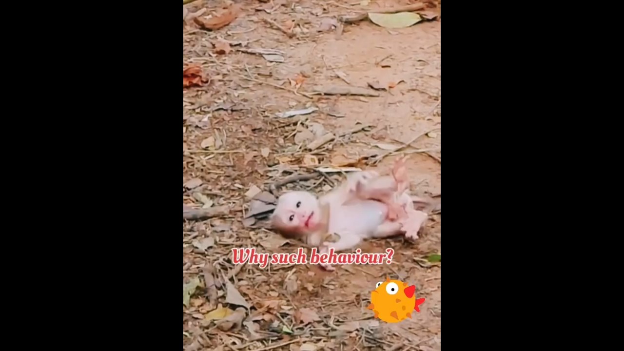 The Enigmatic Behavior of Monkey! 🐵#short #shorts #animals #funny #trend #trendingvideo #pet #viral