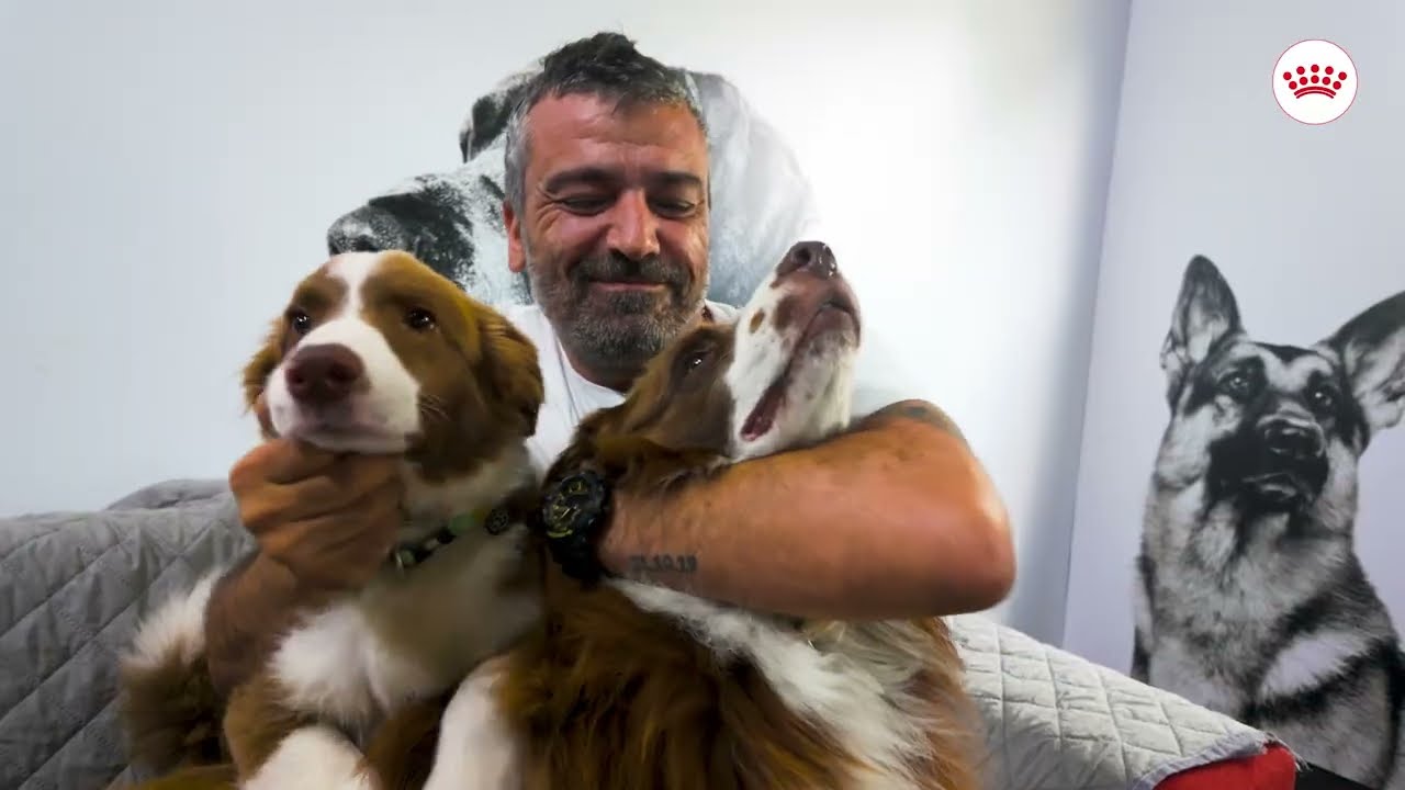 Köpek Eğitiminde Doğru Yaklaşım Neden Önemli?
