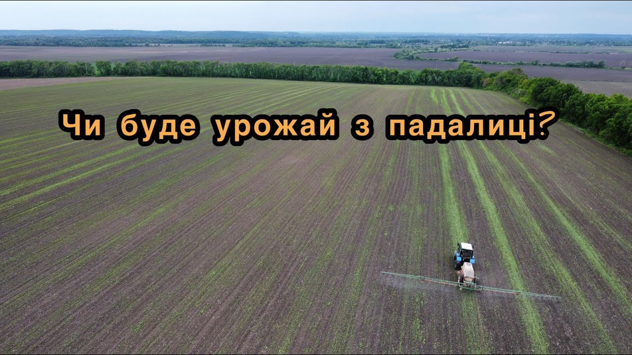 Чим забрати падалицю соняшника по кукурудзі!