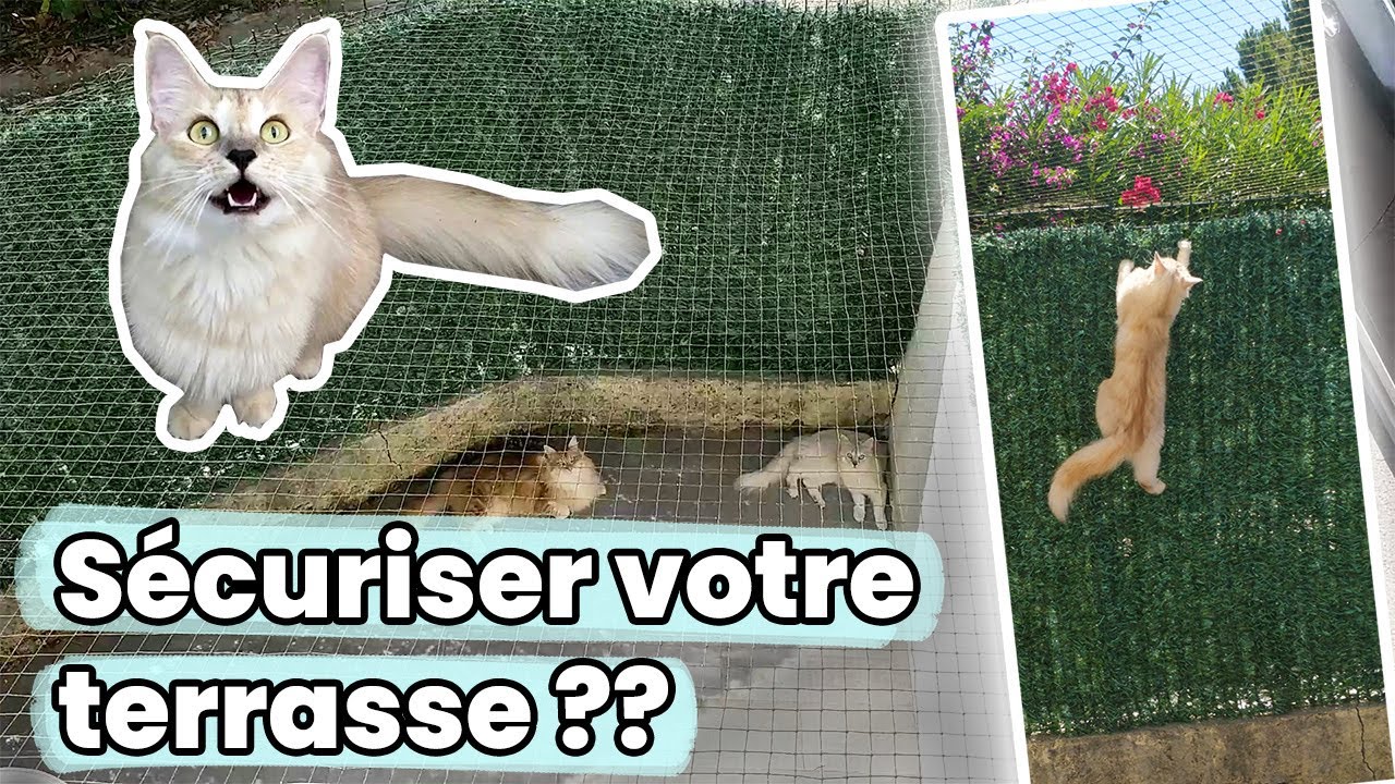 Comment sécuriser sa terrasse pour un chat ?? Vlog
