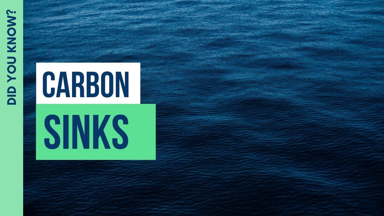 Carbon Sinks | Did You Know? | THRIVE