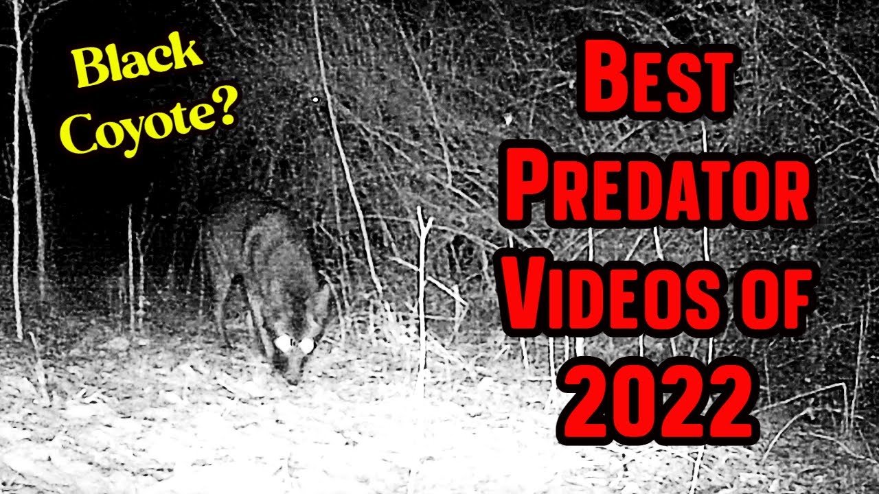 Best Predator Videos of 2022 | Trail Camera Videos