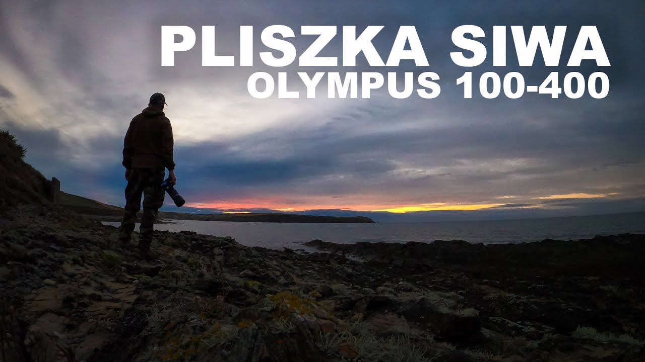 PLISZKA SIWA - OLYMPUS 100-400