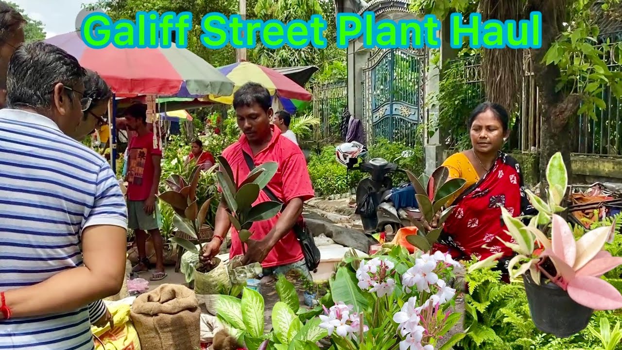 GALIFF STREET MARKET PLANT REVIEW AT LUXMI NURSERY &MORE| KOLKATA PLANT MARKET |Best Flowers Forever