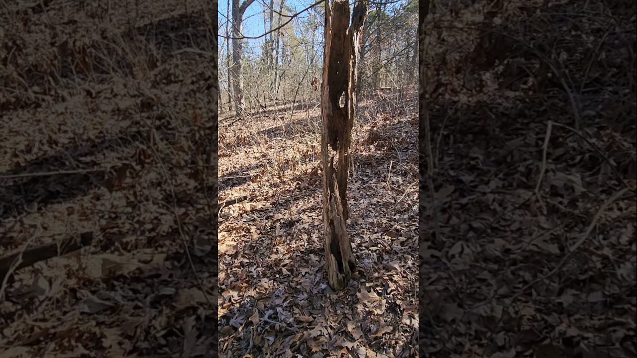 Woodpeckers have pecked this tree into almost nothing,I'm surprised it's still standing.#woodpecker