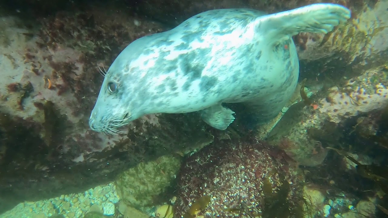 Lundy Seals with Stratford Upon Avon BSAC