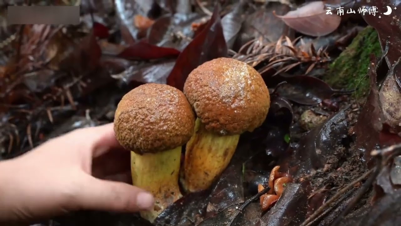 After the Rain: Peaceful Mushroom Picking in a Misty Forest 🍄🌧 | Deep Nature ASMR Jamur 