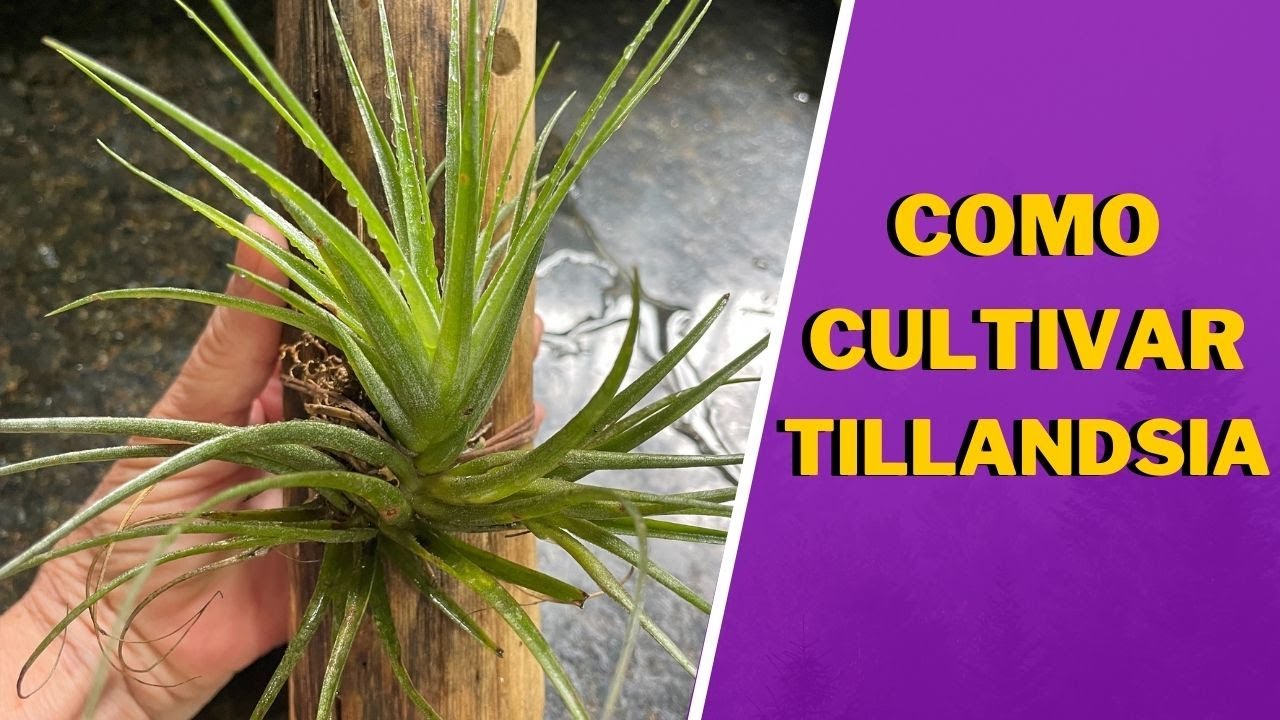 Como cultivar Bromélia Tillandsia - Replante de tillandsia | JD Orquídeas