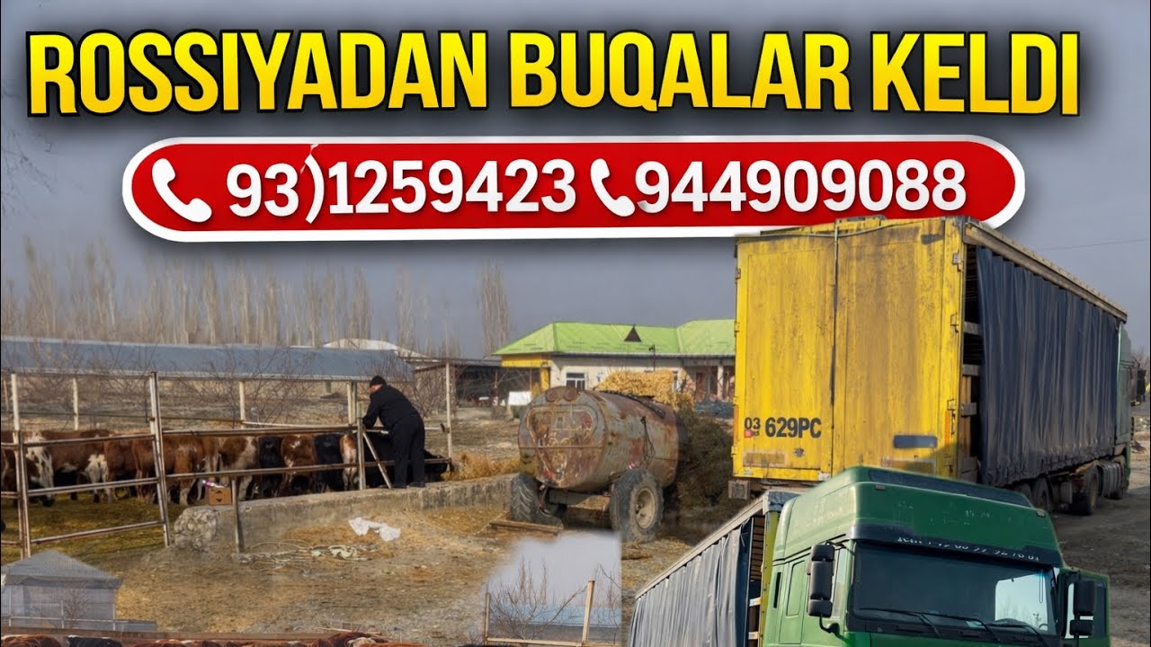 BUQALAR KELDI ROSSIYADAN 94)4909088☎️93)1259423