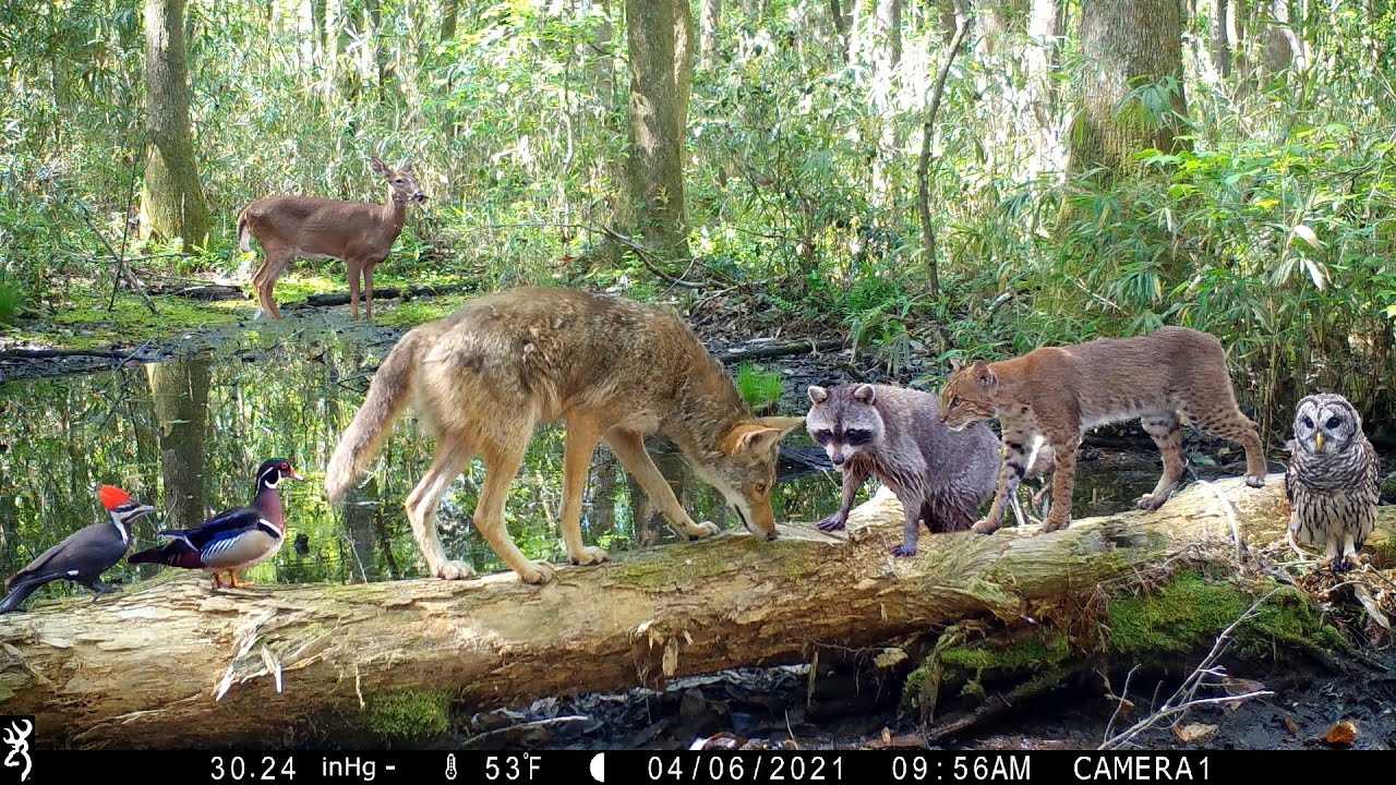 How Many Animals Like A Bridge?