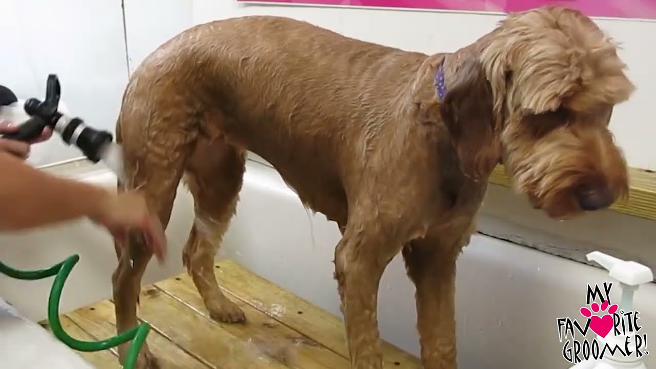 How I Bathe A Golden Doodle