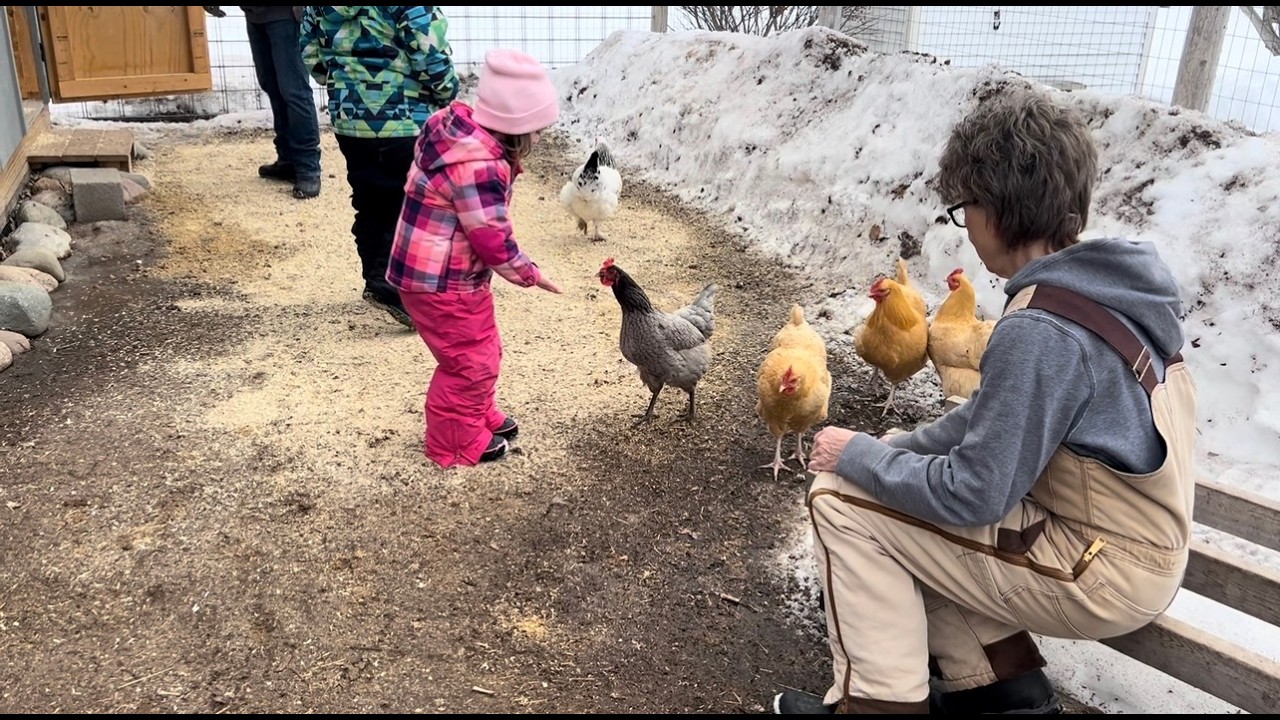 Honest thoughts on this solar-powered chicken coop fan.
