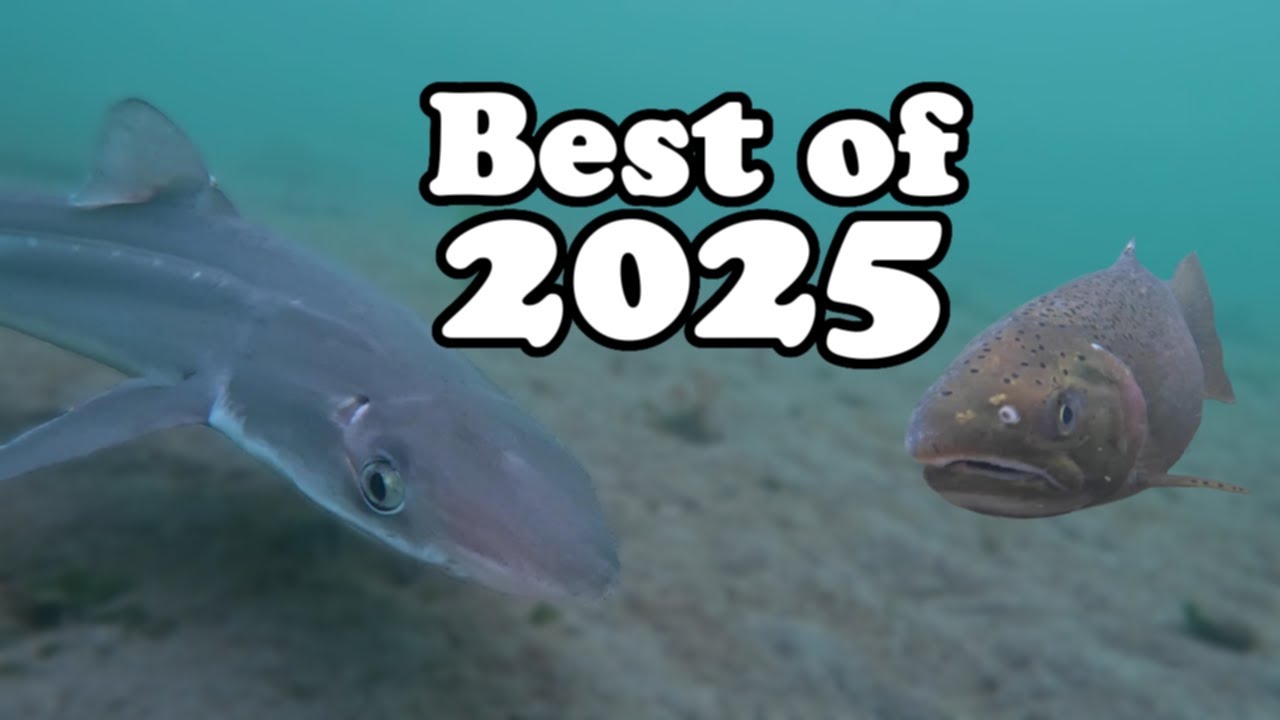 Deep Dive into 2025 : The Coolest Things My Camera Caught.