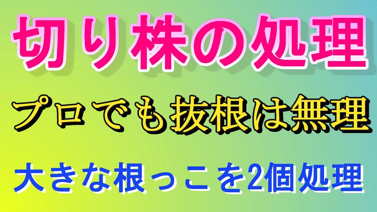 抜根出来なければ、根っこの処理はこうすると解決する