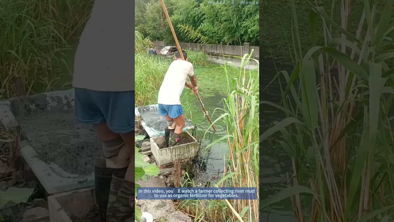 [Eco Farming] Digging River Mud for Organic Vegetable Fertilizer