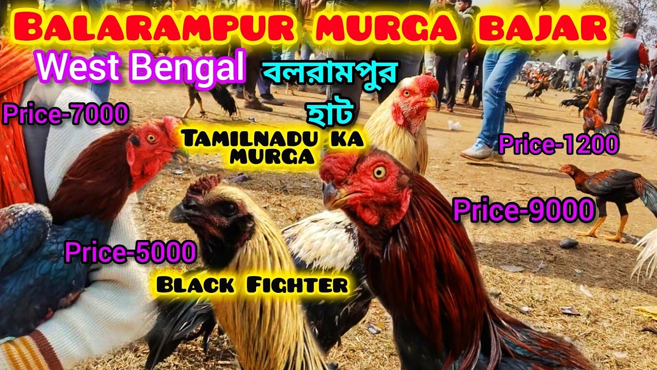 #balarampur aseel murga market #west Bengal #बलरामपुर आसिल मुर्गा मार्केट #पश्चिमबंगाल #birds #viral