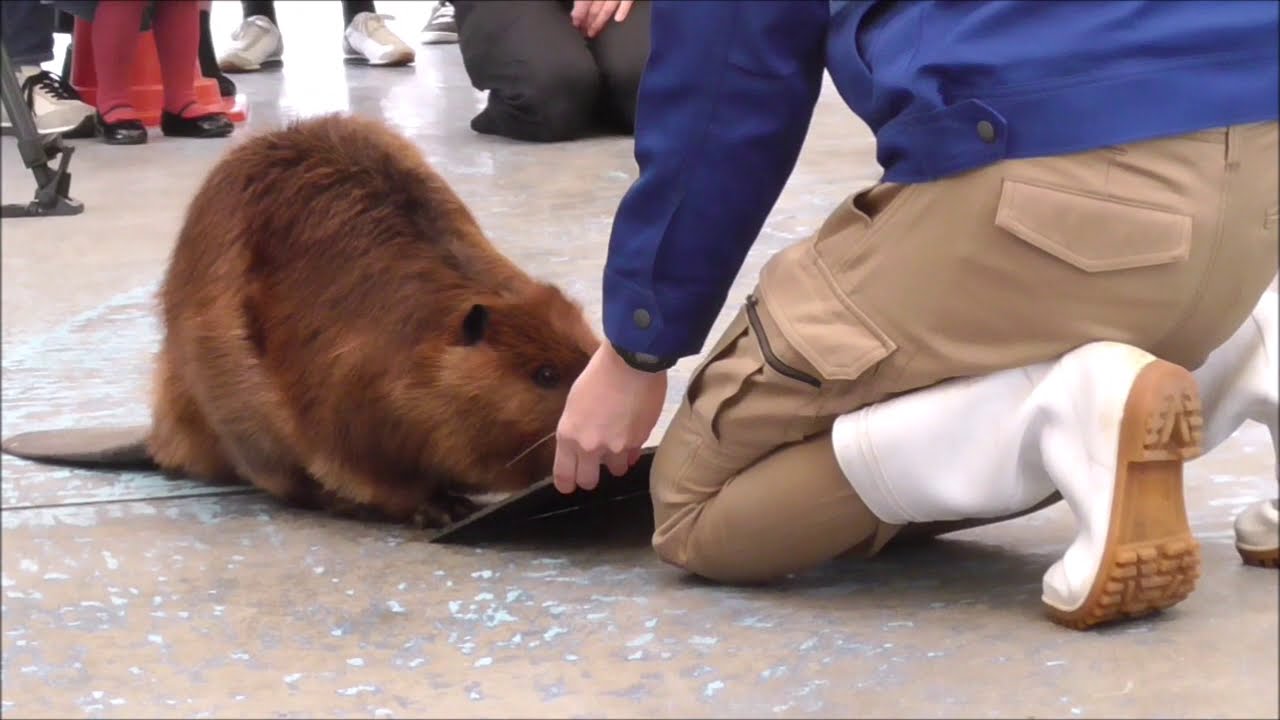 ビーバーのシーポンくんのバレンタインデーは＠鳥羽水族館