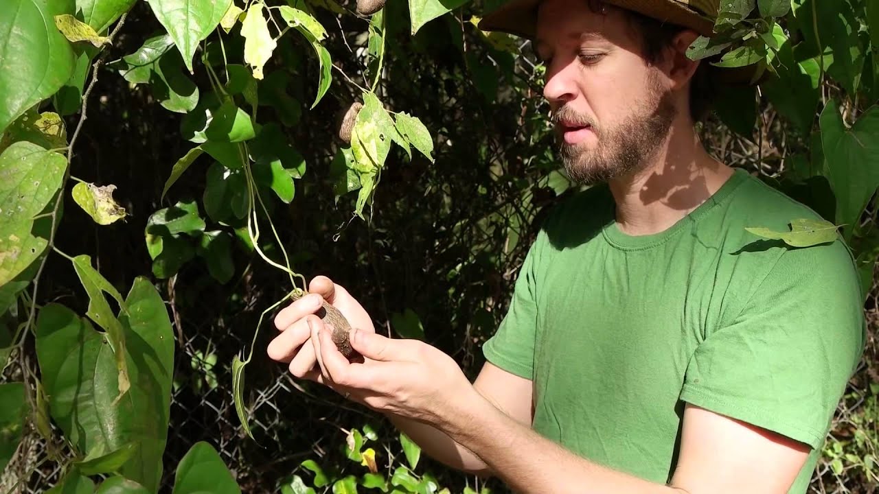 The Edible Air Potato - Crash Gardening Season 2, Ep. 6